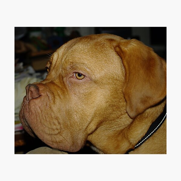 Item preview, Dogue de Bordeaux designed and sold by Cantus.