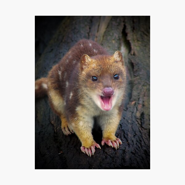 Item preview, Happy Quoll designed and sold by Deanna Gardam.