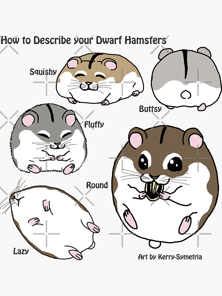 How to Describe your Dwarf Hamsters\