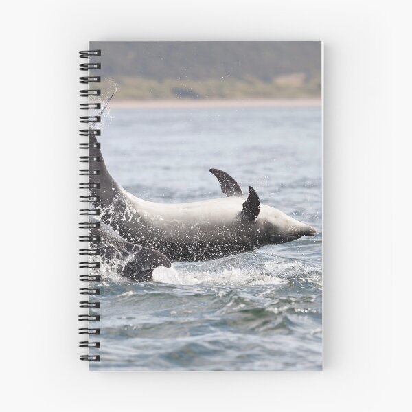 Item preview, Jumping (breaching) Wild bottlenose dolphin tursiops truncatus. designed and sold by chanonry.