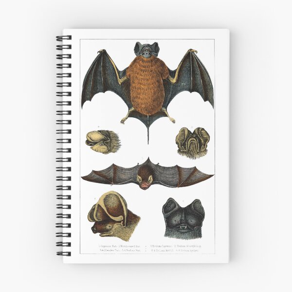 Item preview, 19th C. Bat Species  designed and sold by historicimage.