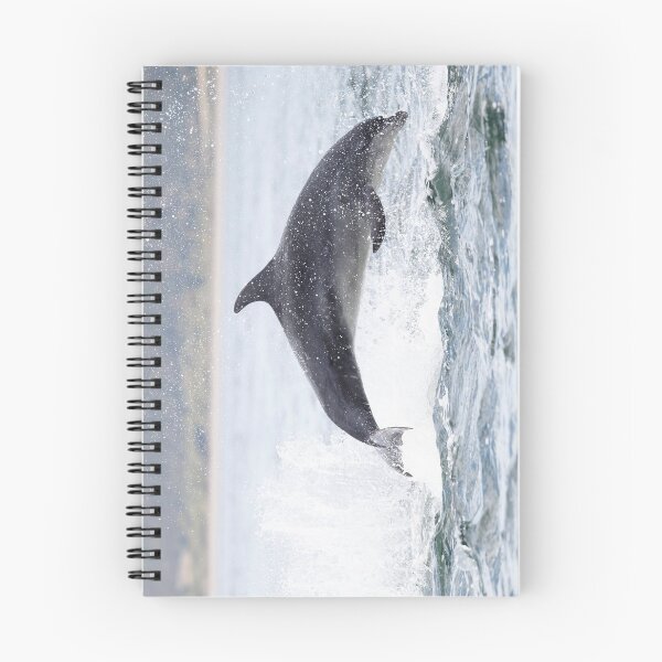 Item preview, Jumping (breaching) Wild bottlenose dolphin tursiops truncatus. designed and sold by chanonry.