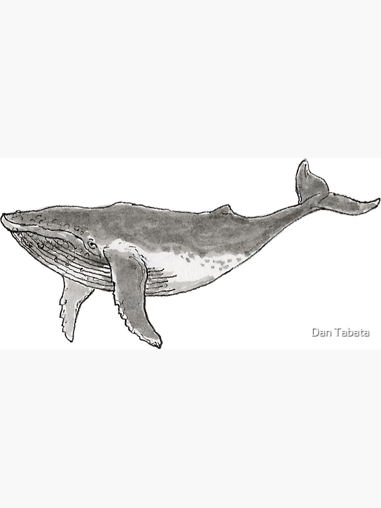 Humpback Whale by dmtab