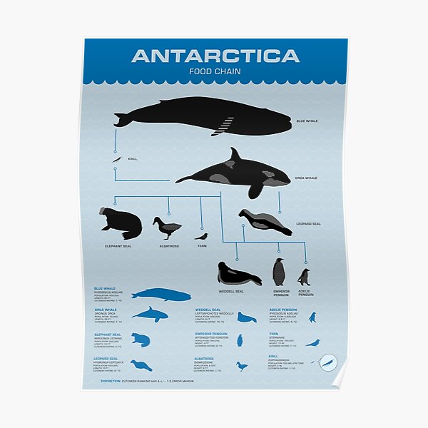 "Antarctica Food Chain" Poster for Sale by maddiesummers Biology Diagrams