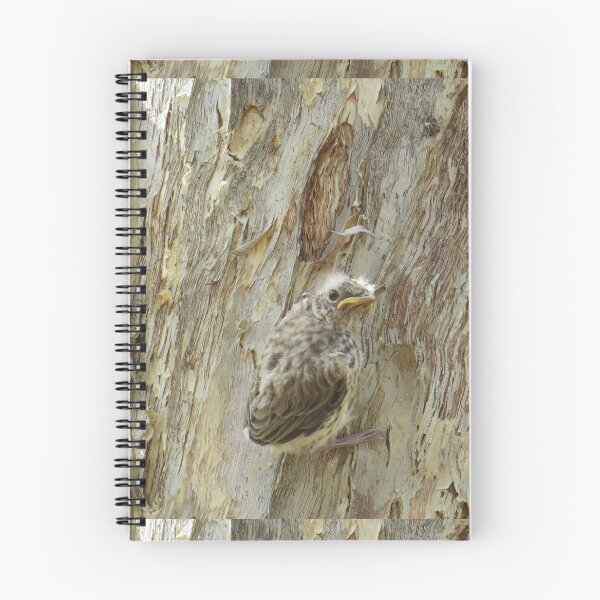 Item preview, Paperbark and Rufous Whistler Chick designed and sold by Genevieve Hanlon Art and Photography.