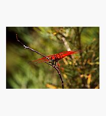 Bottom of The Food Chain - Flame Skimmer Fotodruck