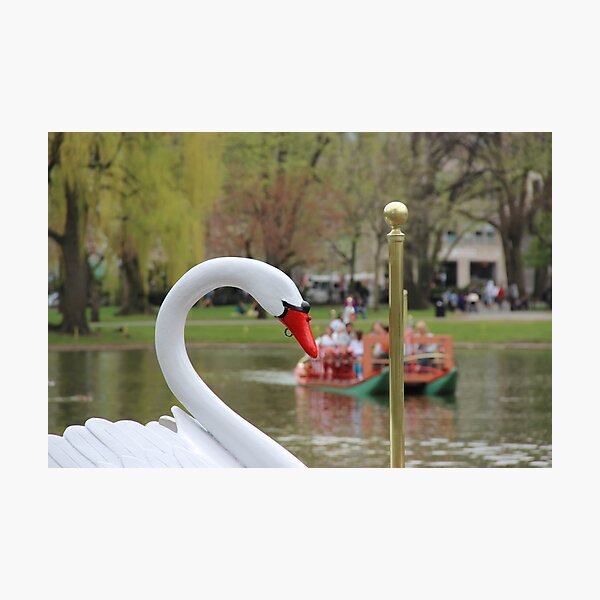 Boston Public Garden Swan Boats Photographic Print