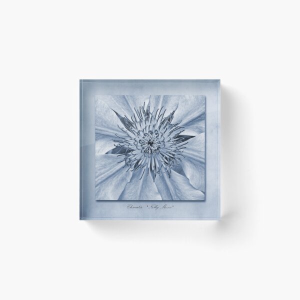 Item preview, Clematis Nelly Moser Cyanotype designed and sold by Creative by Design.