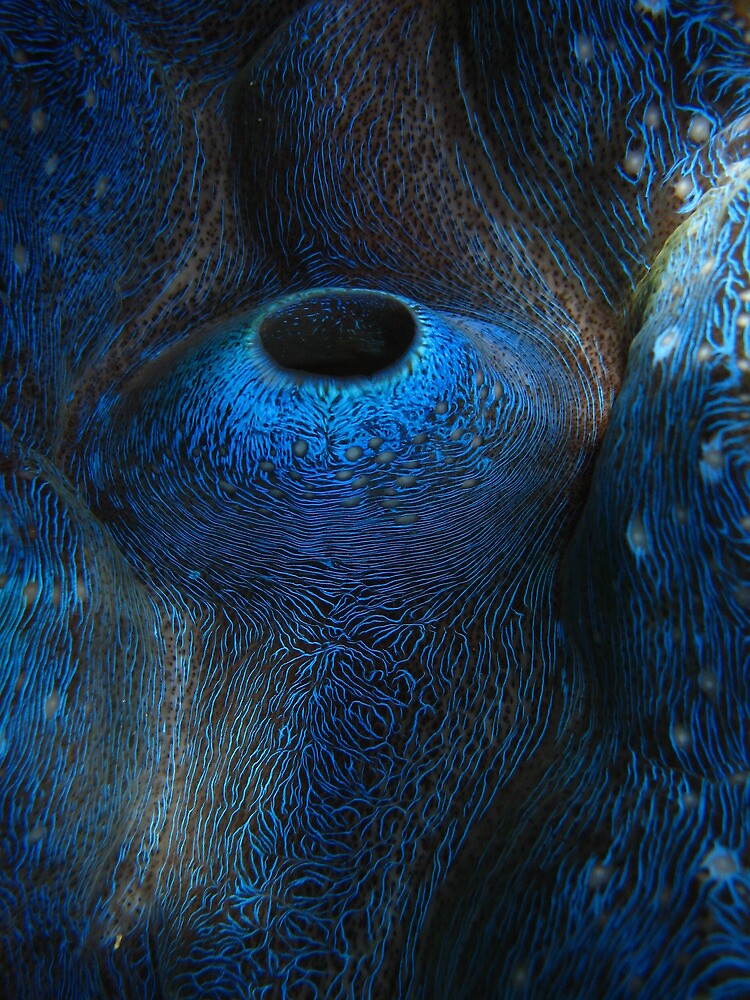 giant clam australia