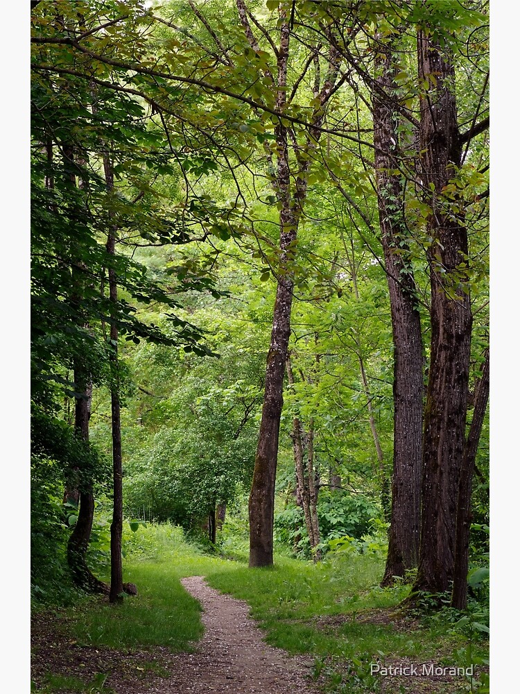 A walk in springtime forest by patmo