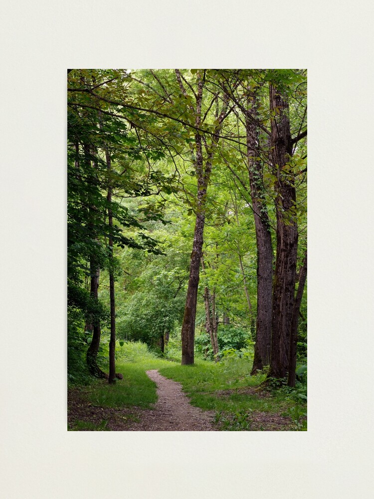 Alternate view of A walk in springtime forest Photographic Print