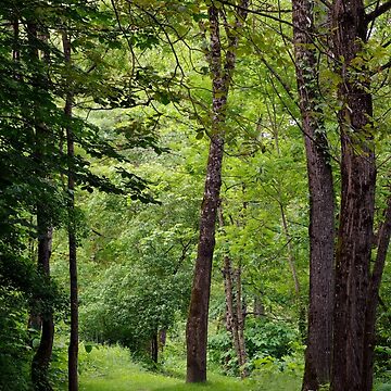 Artwork thumbnail, A walk in springtime forest by Patrick Morand
