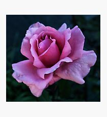 soft pink Photographic Print