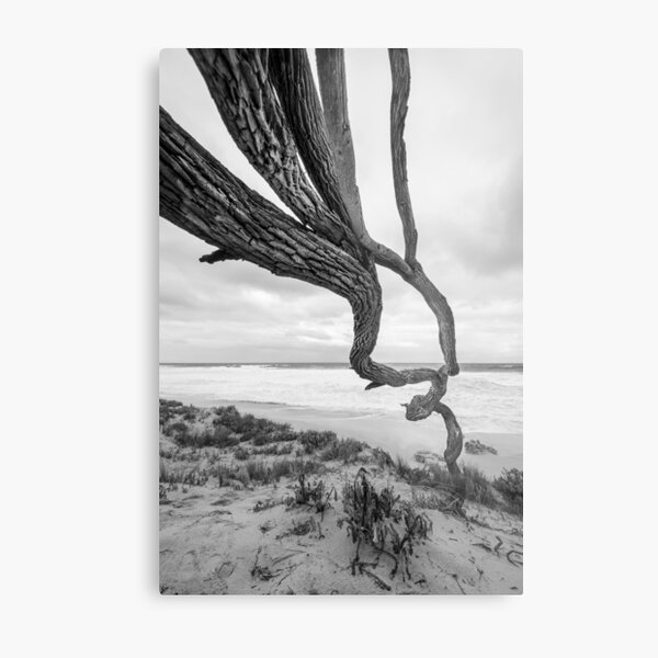 Scar Tree Metal Print