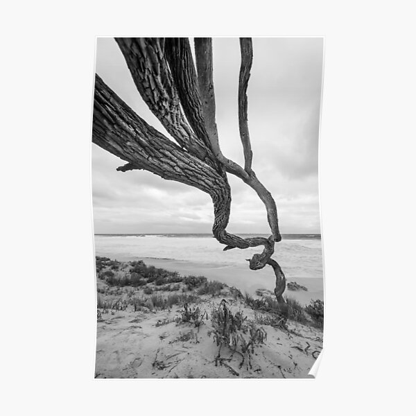 Scar Tree Poster