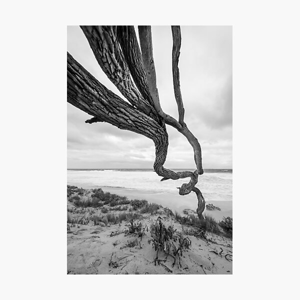 Scar Tree Photographic Print