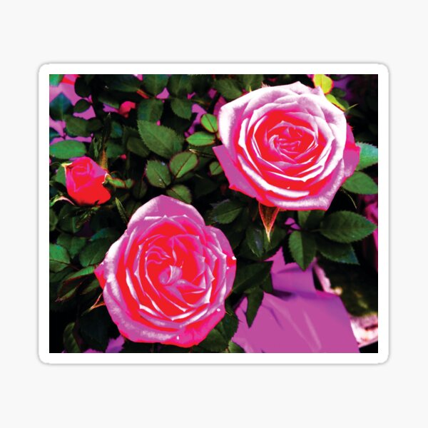 Magenta Pink Roses by Jerald Simon (Music Motivation - musicmotivation.com) Sticker