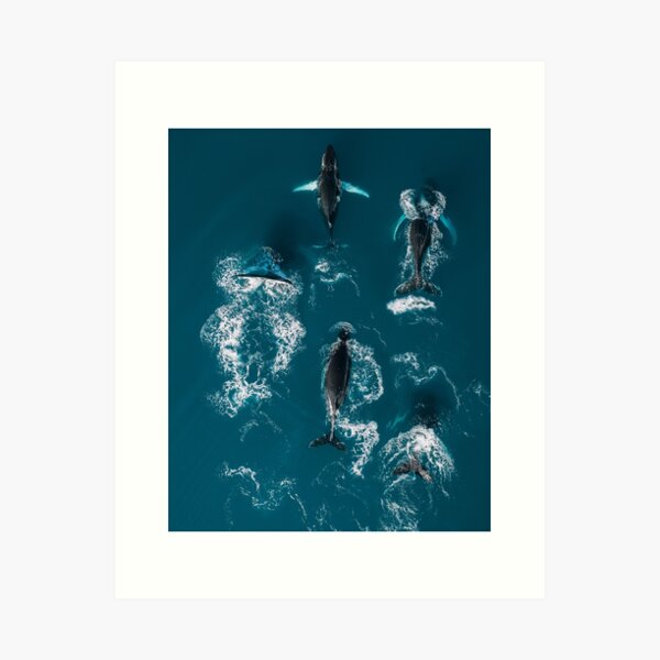 Item preview, Whales in Blue - Wildlife Aerial designed and sold by regnumsaturni.
