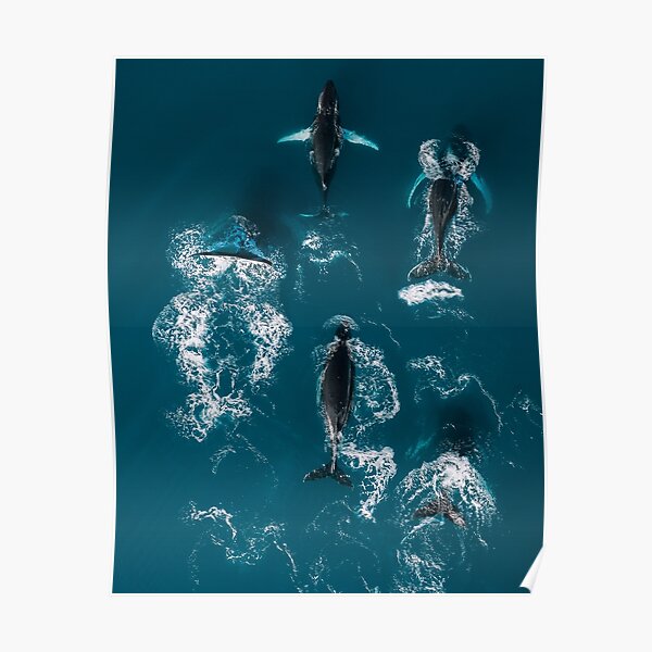 Whales in Blue - Wildlife Aerial Poster