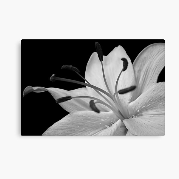 LILY Canvas Print