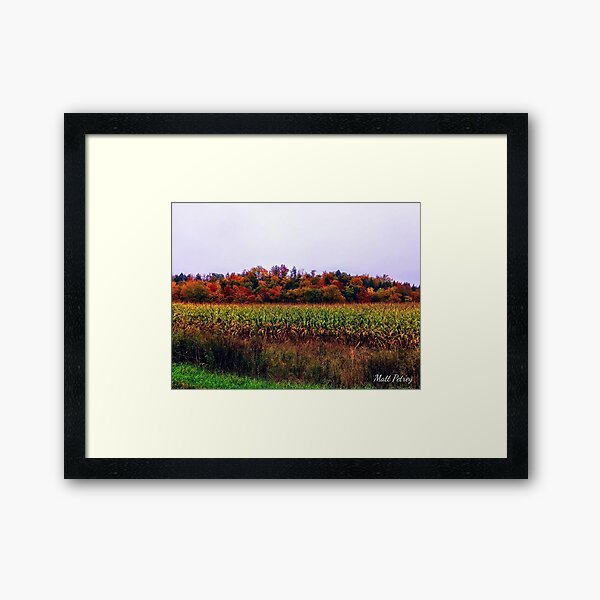 fall cornfield Framed Art Print