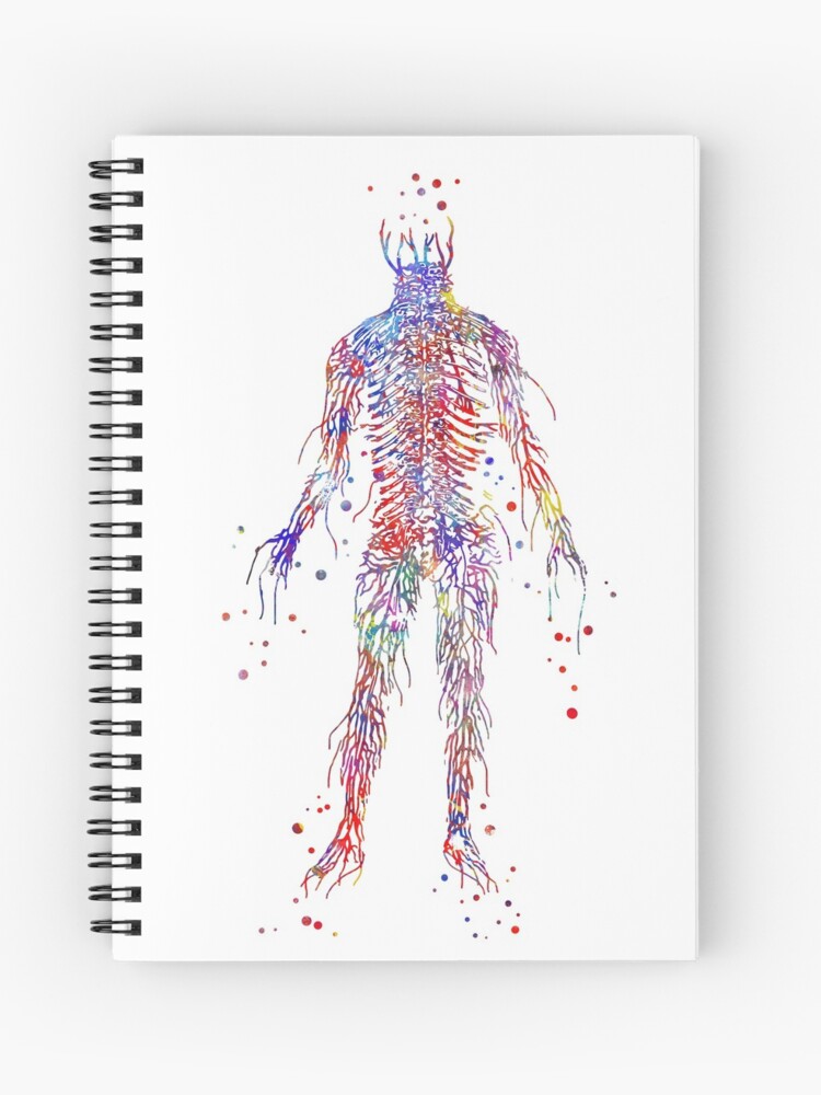 Cuaderno de espiral «Sistema circulatorio, sistema circulatorio de la  acuarela, arte de la fisiología, venas humanas» de Rosaliartbook | Redbubble