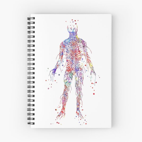 Item preview, Circulatory system, watercolor circulatory system, physiology art, human veins designed and sold by Rosaliartbook.