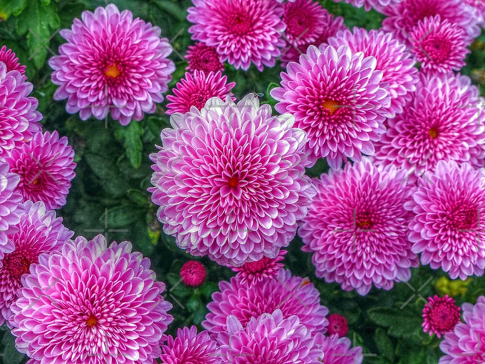 "Purple Mums" by FrankieCat Redbubble