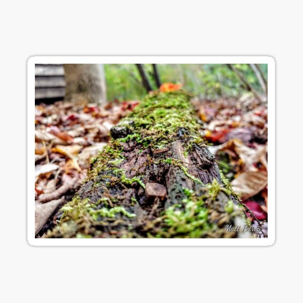 mossy rotting log Sticker