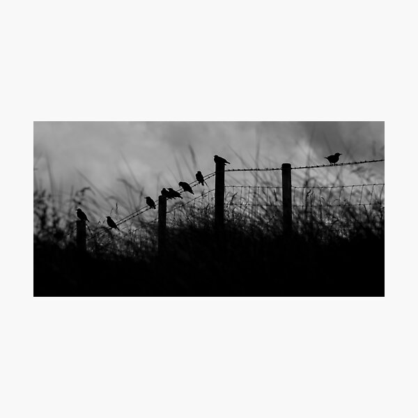 Item preview, Starlings designed and sold by Nigel R Bell Photography.