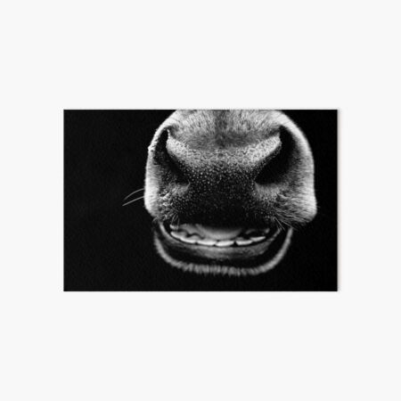 Black Cow Nose Art Board Print