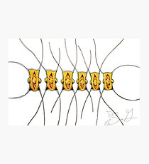 Marine Diatom - Chaetoceros Photographic Print