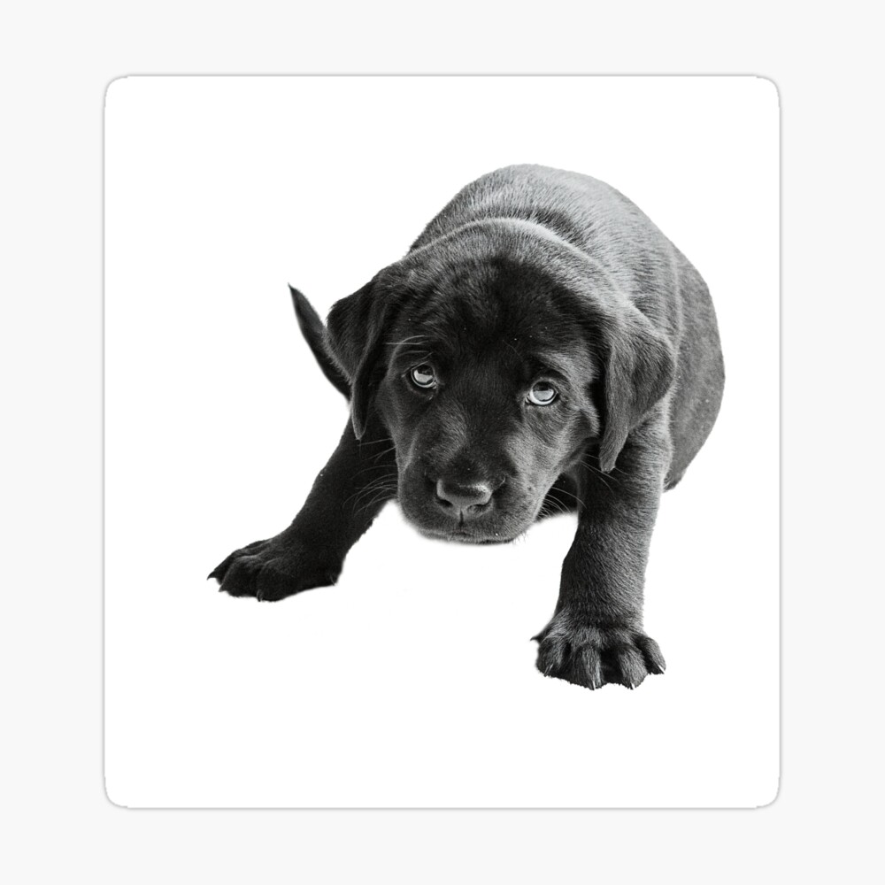 cute little labrador puppies