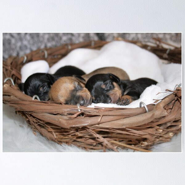 Item preview, Basket Full of Puppies designed and sold by jujubean.