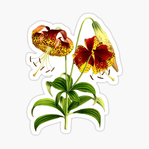 Item preview, Lilium Lilies designed and sold by YaelleDark.