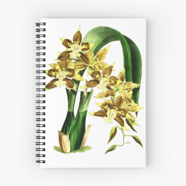 Artikelvorschau, Orchidee Odontoglossum Tripudians entworfen und verkauft von YaelleDark.