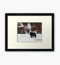 Casanova, wolf #302 Framed Print