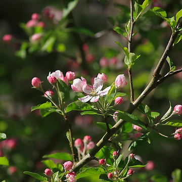 Artwork thumbnail, Spring Has Sprung by Ronda Sliter