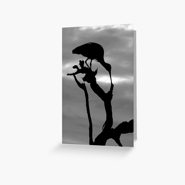 Untitled Greeting Card