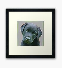 Black Labrador Framed Print