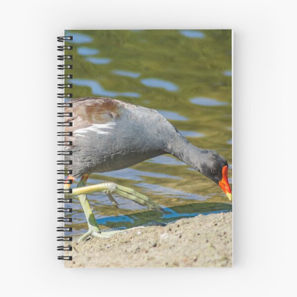 Item preview,  Common gallinule 3 designed and sold by KensLensDesigns.