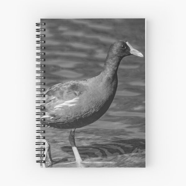 Item preview, black and white Common gallinule designed and sold by KensLensDesigns.