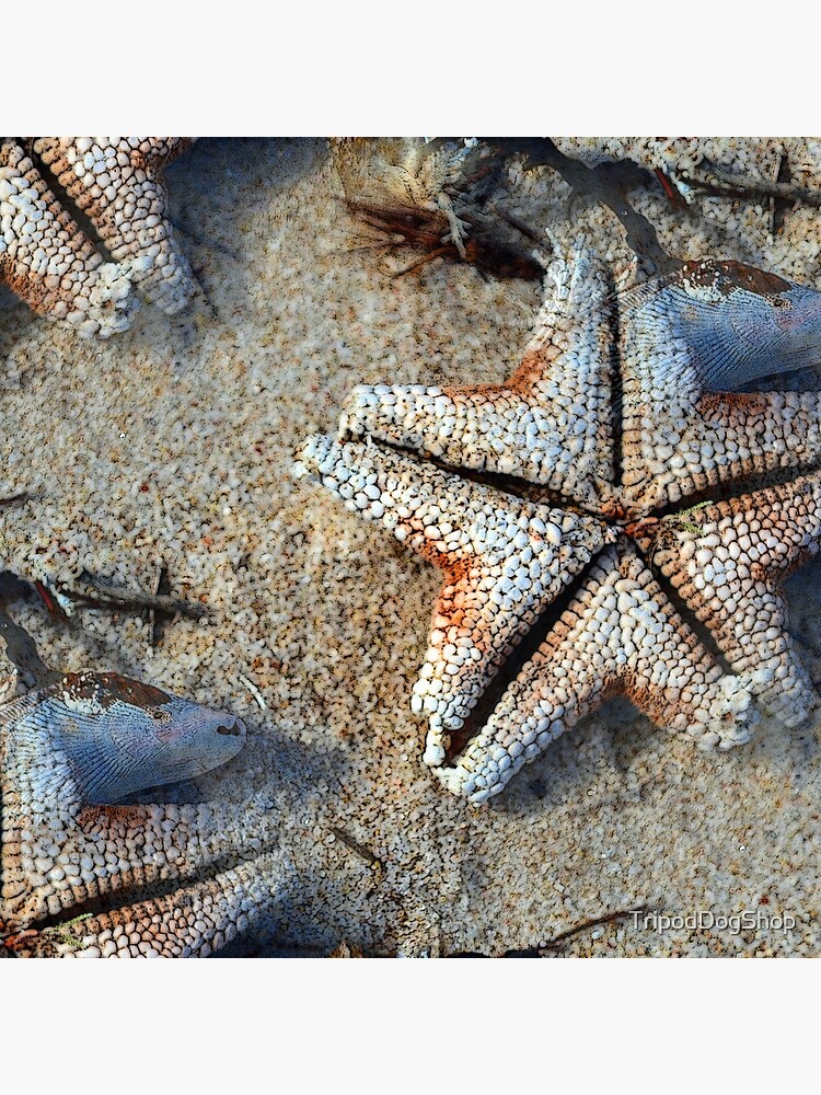 Carrickalinga Starfish by TripodDogShop