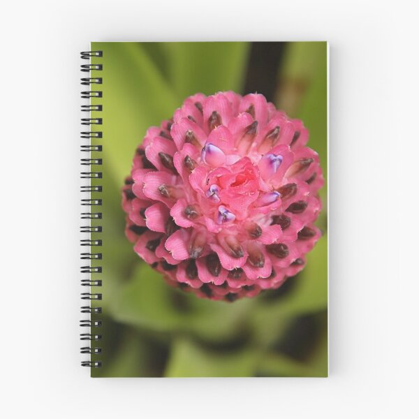 Item preview, Bromeliad designed and sold by Carole-Anne.