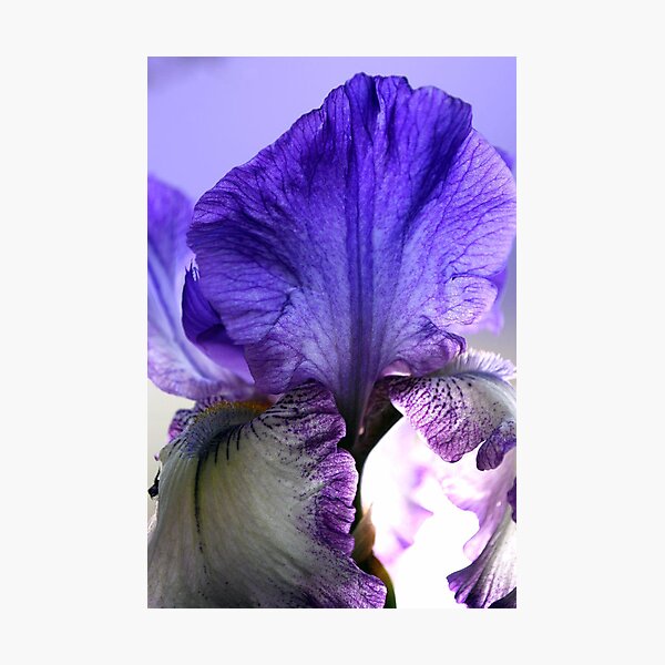 Item preview, Elegance designed and sold by Lozzar Flowers & Art.