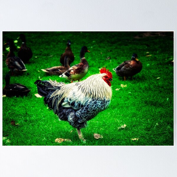 Item preview, Roosting designed and sold by Photography & Emotive Ai.