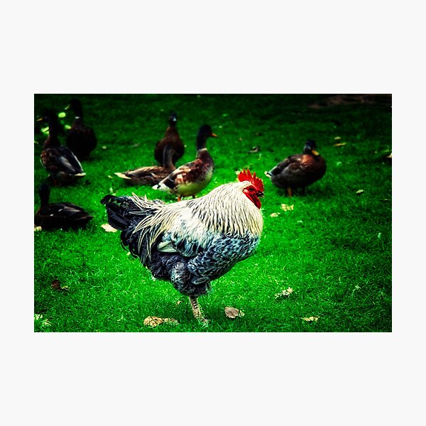 Item preview, Roosting designed and sold by Photography & Emotive Ai.