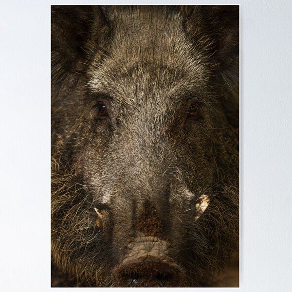 Item preview, Boar designed and sold by BiceksPhoto.