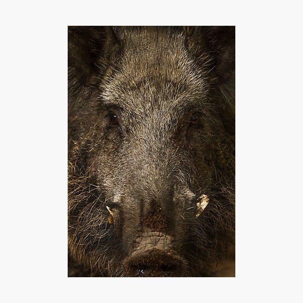 Item preview, Boar designed and sold by BiceksPhoto.