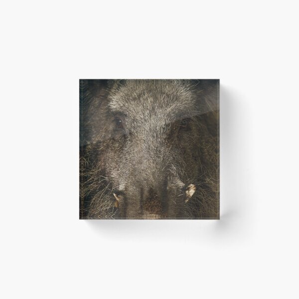 Item preview, Boar designed and sold by BiceksPhoto.